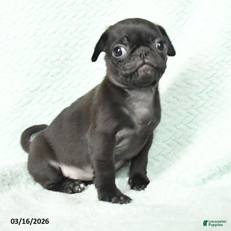 Pug dogs Abby - Ad 2