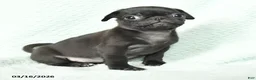 Pug dogs for sale: Abby - Ad 2