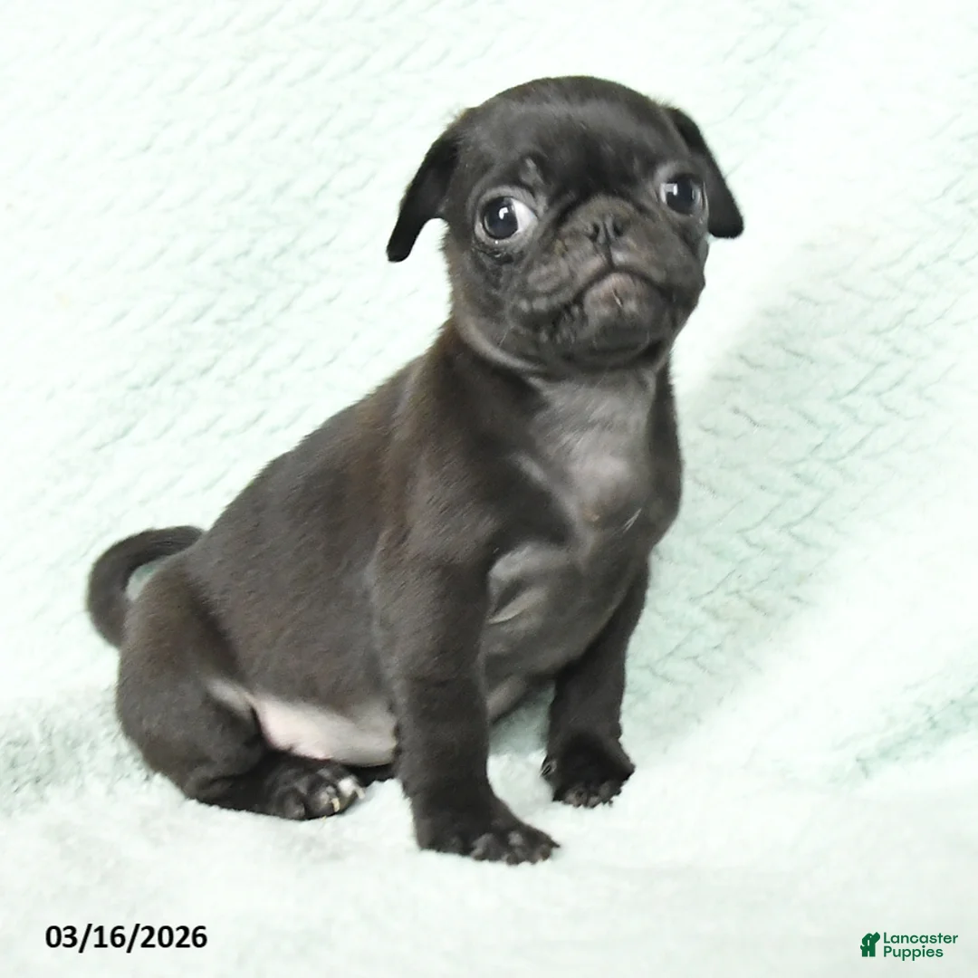 Pug dogs for sale: Abby - Ad 2