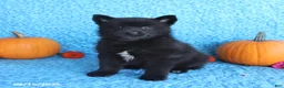 Pomsky dogs for sale: Tate - Ad 4