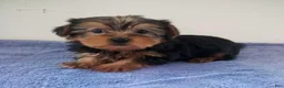 Yorkshire Terrier dogs for sale: Hunter - Ad 1