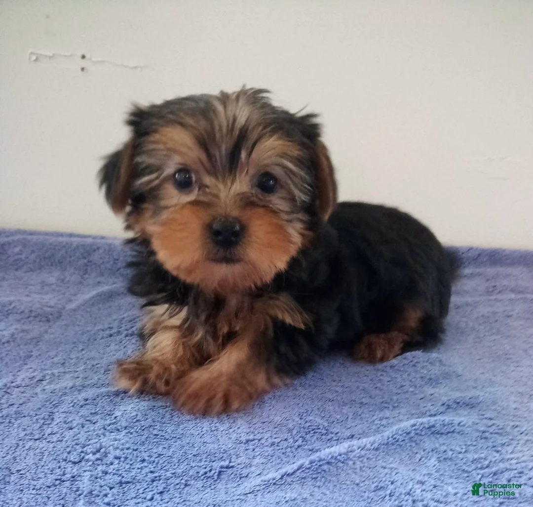 Yorkshire Terrier dogs for sale: Hunter - Ad 1