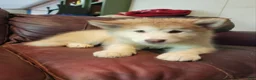 Alaskan Malamute dogs for sale: Alaskan Malamute 4 - Ad 3