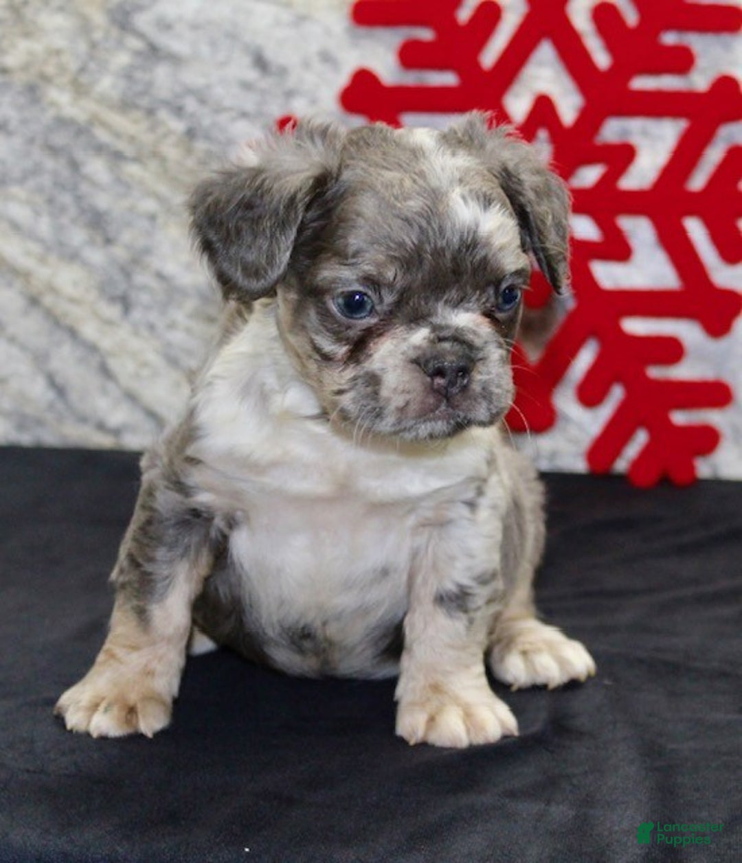 French Bulldog dogs for sale: Niles - Ad 4