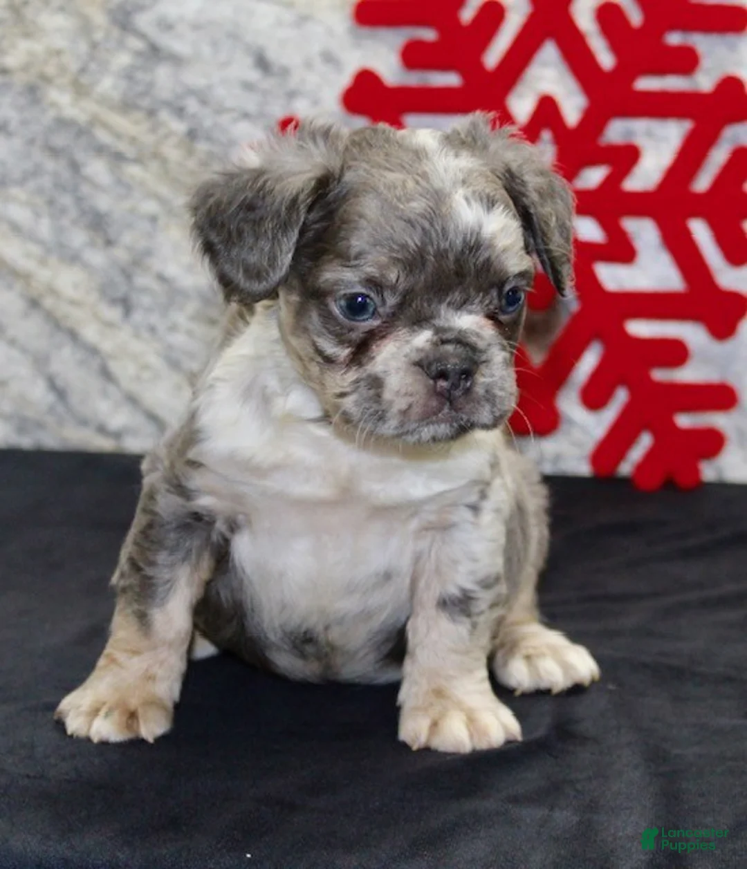 French Bulldog dogs for sale: Niles - Ad 4