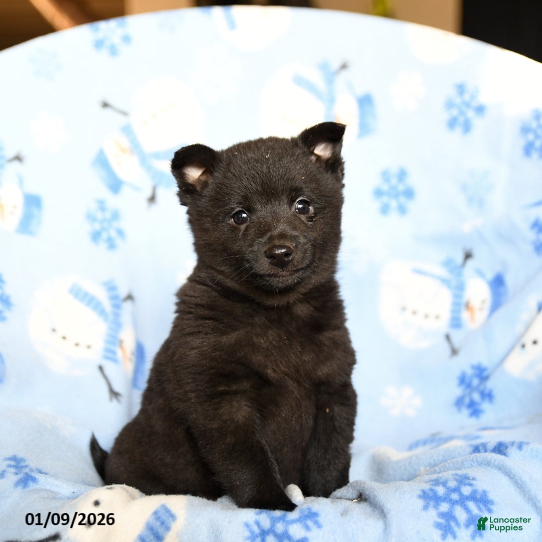 Schipperke dogs for sale: Ritz   - Ad 1
