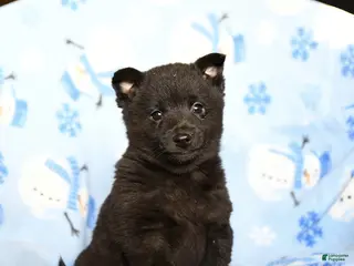 Schipperke dogs Ritz - Ad 4