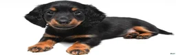 Miniature Dachshund dogs for sale: Kody - Ad 5
