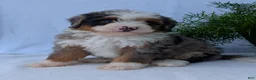 Mini Bernedoodle dogs for sale: Mini Marlo  - Ad 11