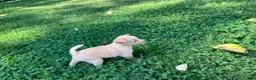 Chihuahua dogs for sale: Rudy - Ad 9