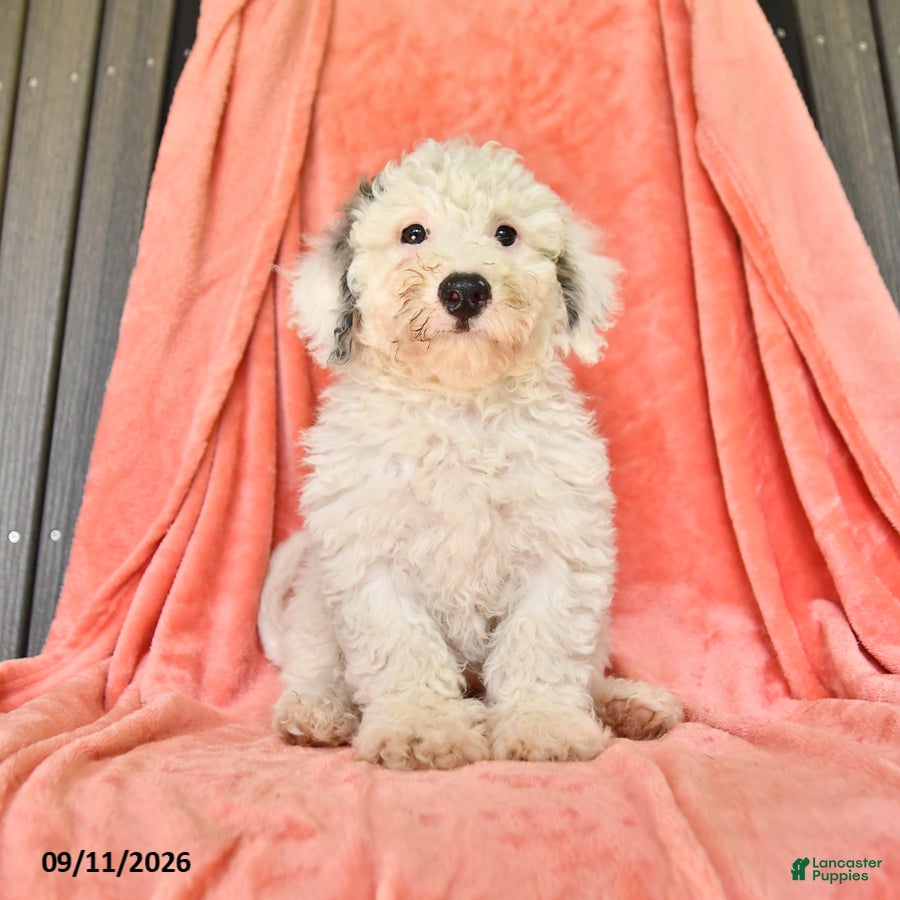 Bichpoo dogs Stanley - Ad 1
