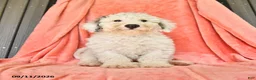Bichpoo dogs for sale: Stanley - Ad 1