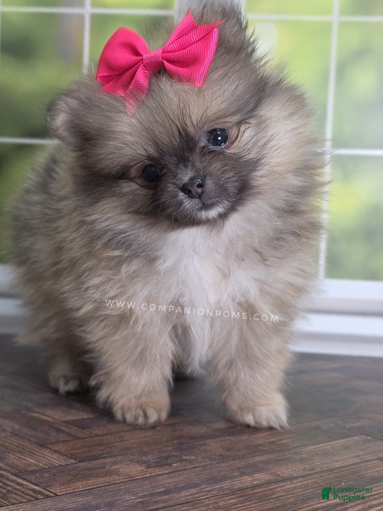 Pomeranian dogs Rare Dilute (blue) Sable - Marie - Ad 1