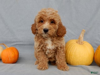 Mini Goldendoodle dogs - Ad 27