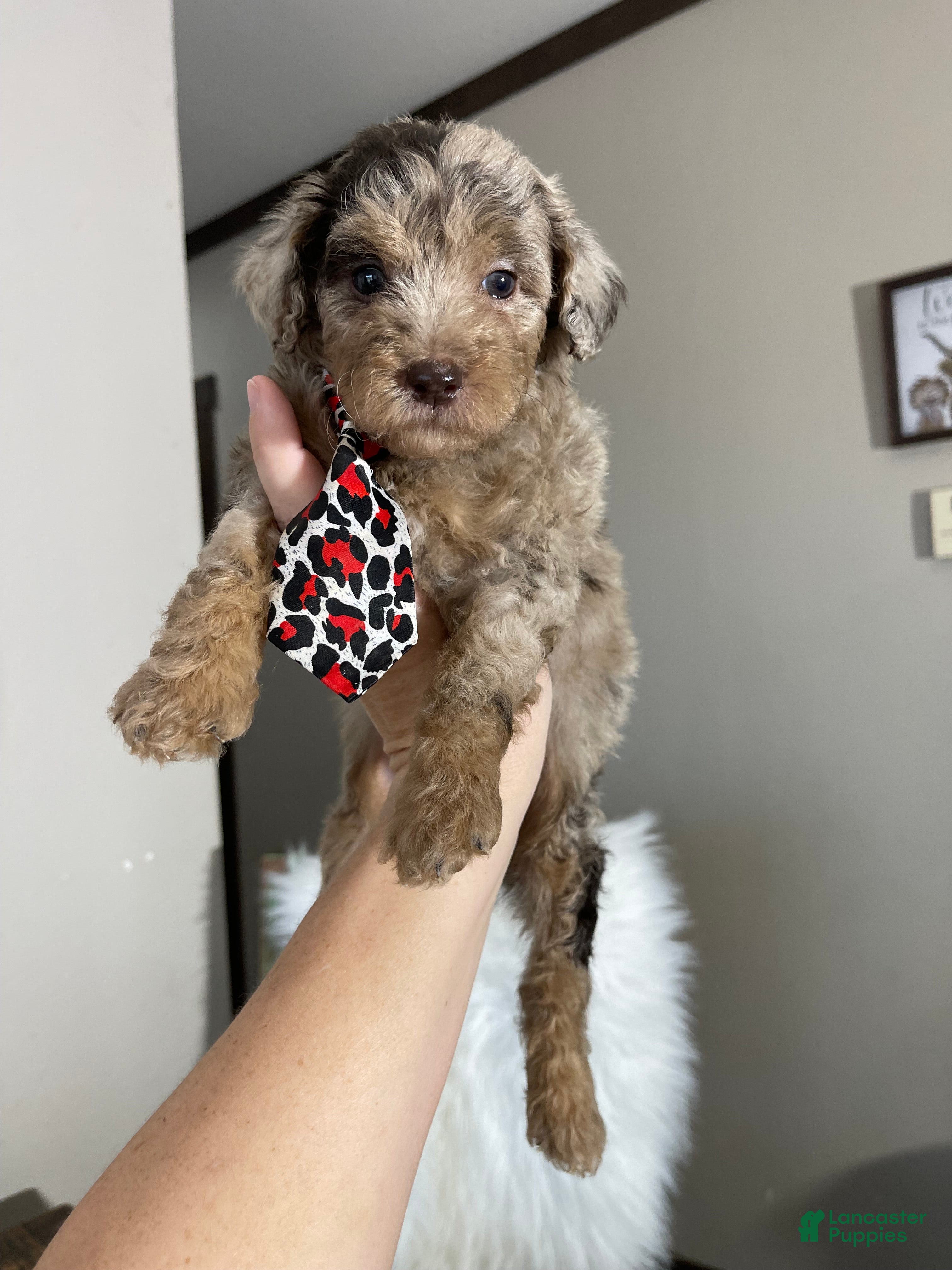 Miniature Poodle dogs Akc Chocolate Phantom Merle - Ad 19