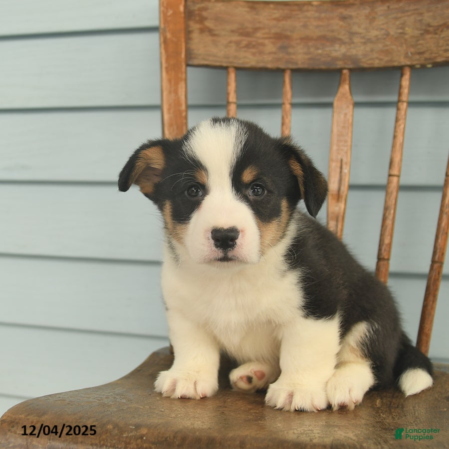 Welsh Corgi Pembroke dogs Samson  - Ad 1