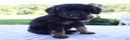 Mini Bernedoodle dogs for sale: Forest - Ad 4