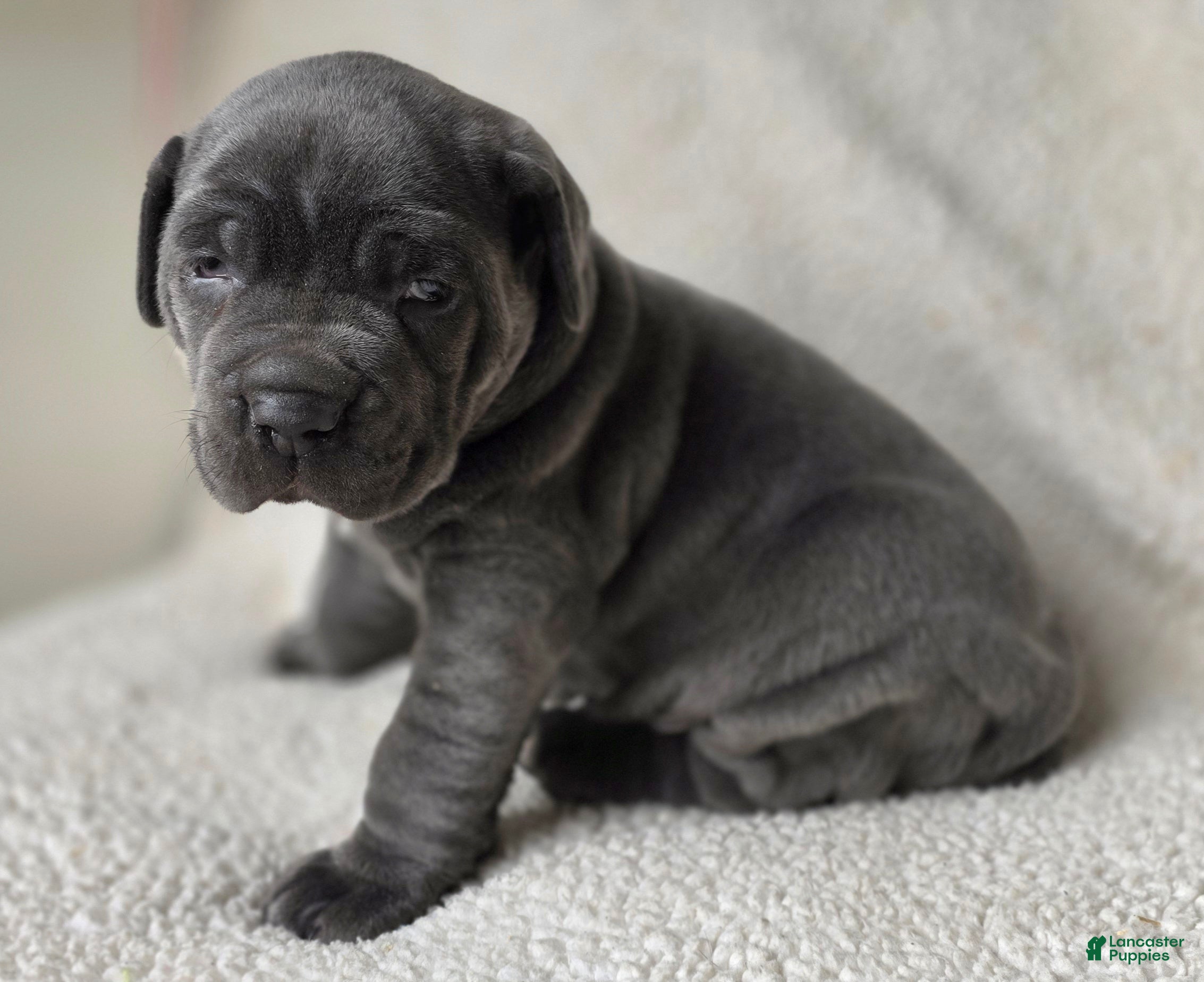 Cane Corso dogs Cane Corso Puppy 1 - Ad 1