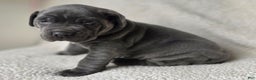 Cane Corso dogs for sale: Cane Corso Puppy 1 - Ad 1