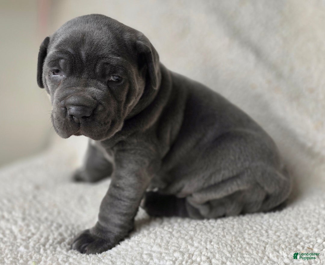 Cane Corso dogs for sale: Cane Corso Puppy 1 - Ad 1