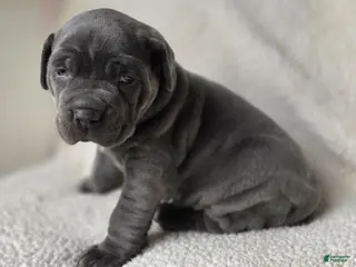 Cane Corso dogs Hercules - Ad 27