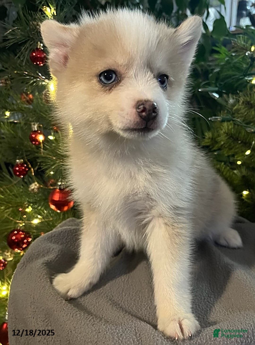 Pomsky dogs for sale: Herald - Ad 3