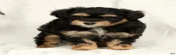 Yorkiepoo dogs for sale: Lacey - Ad 4