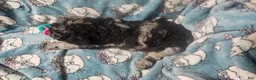 Standard Poodle dogs for sale: Rocco - Ad 3