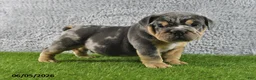 English Bulldog dogs for sale: Maverick - Ad 3