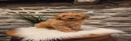 Mini Goldendoodle dogs for sale: BLAZE - Mini Goldendoodle Fluffy Puppy - Ad 8