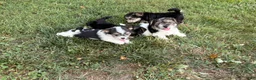 Morkie dogs for sale: Cody - Ad 8