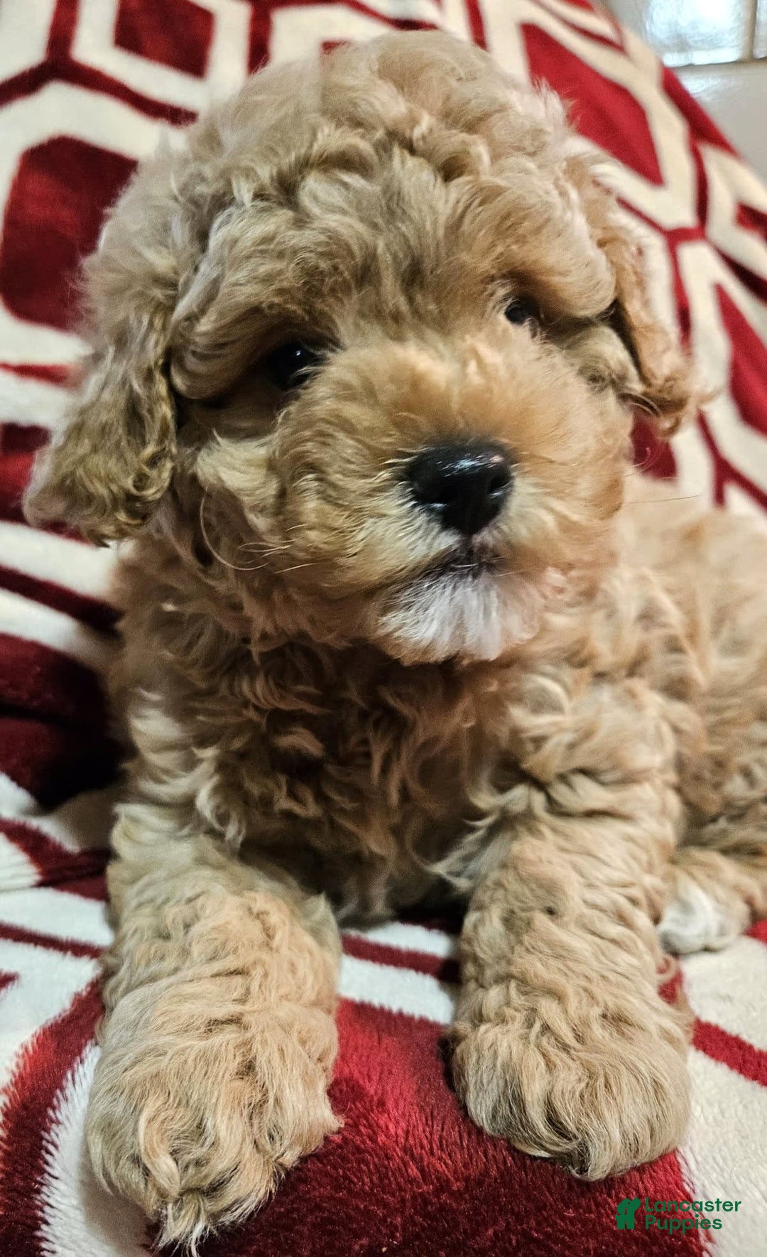 Gallery Image {{count}}