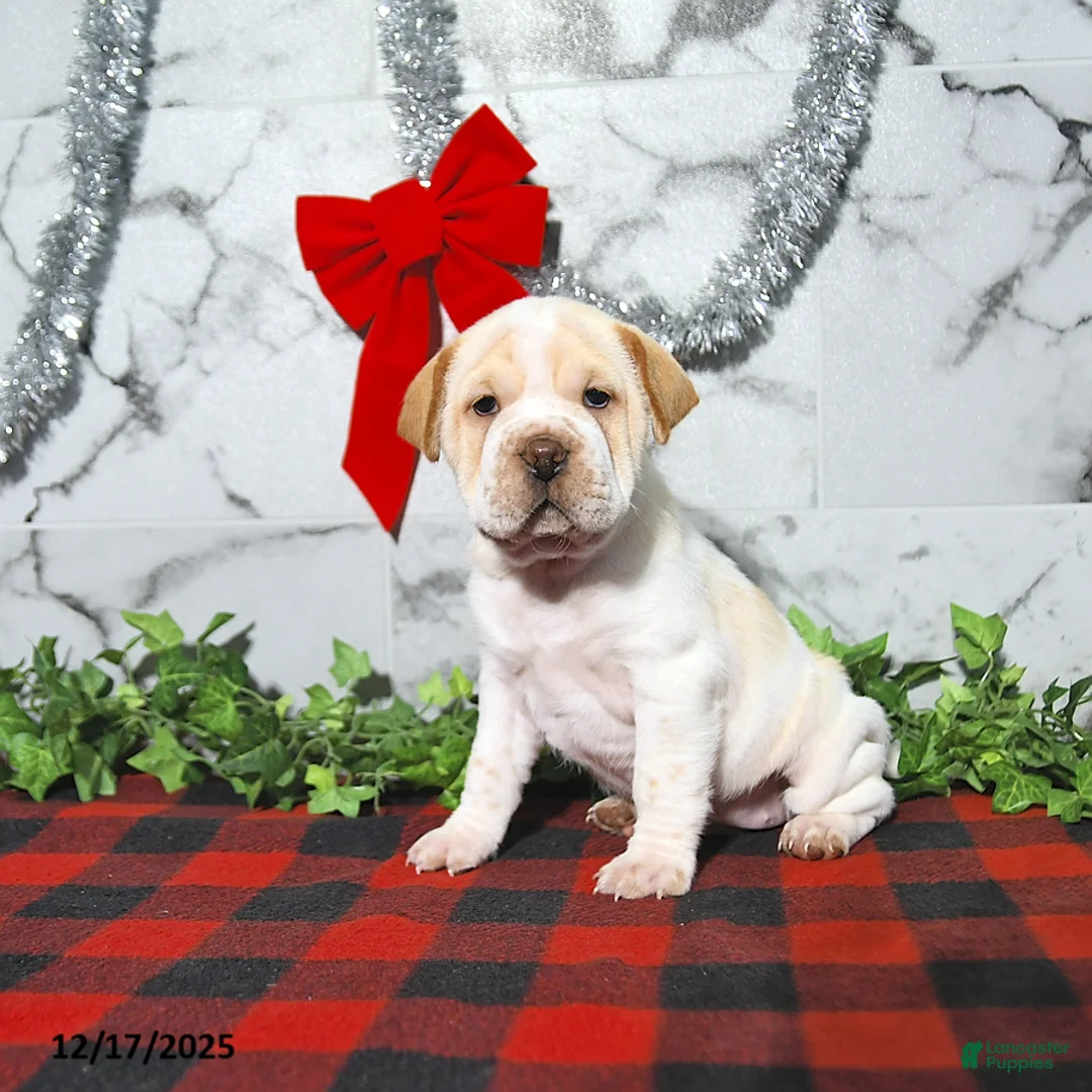 Mini Hippo dogs for sale: Buttercup - Ad 6