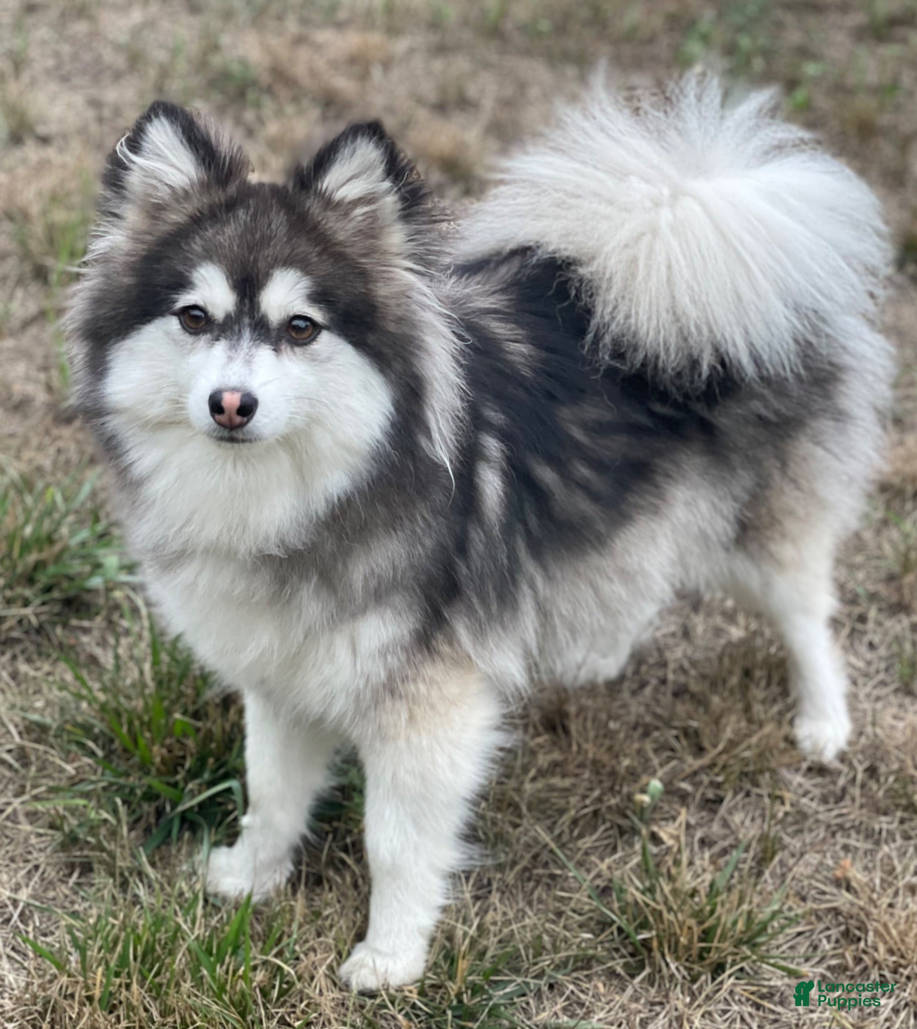 Pomsky dogs Sapphire - Ad 2