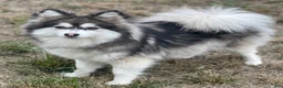 Pomsky dogs for sale: Sapphire - Ad 2