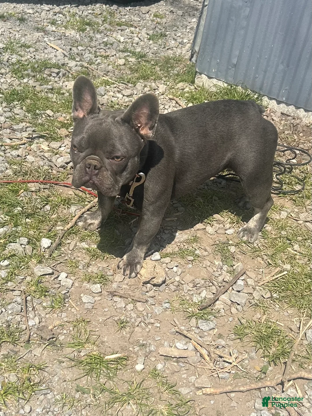 French Bulldog dogs for sale: French Bulldog Puppy 4 - Ad 2
