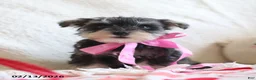 Miniature Schnauzer dogs for sale: Shelly Special Needs - Ad 3