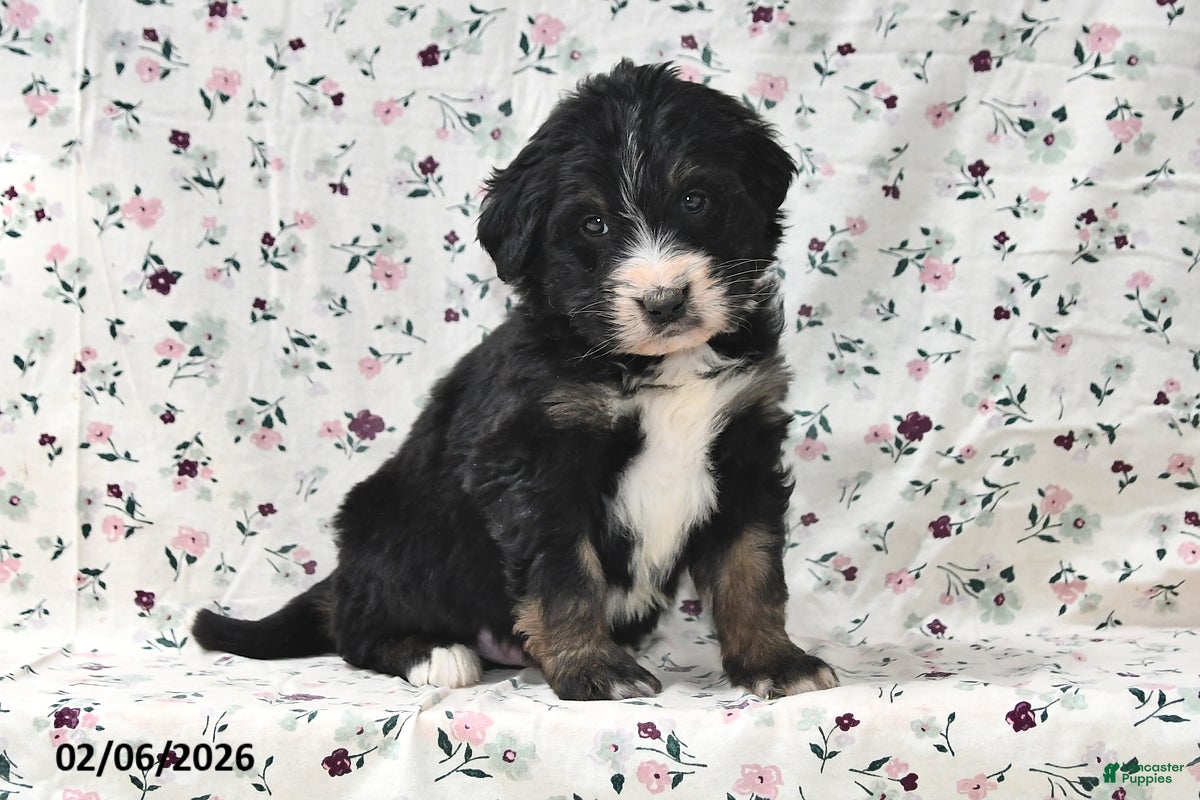 Bernedoodle dogs Bear - Ad 28
