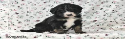 Bernedoodle dogs for sale: Bear - Ad 1