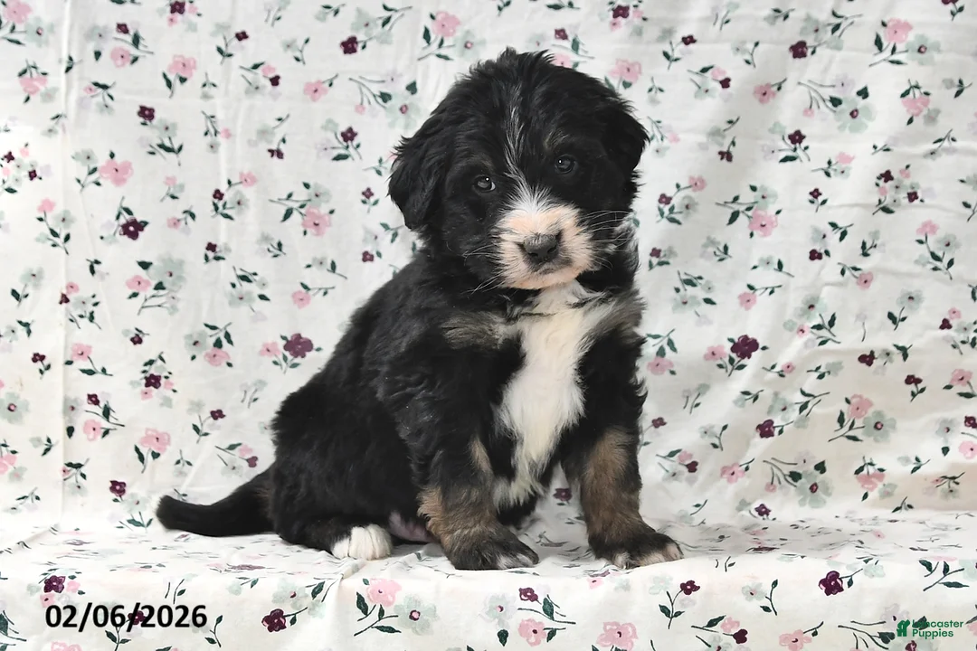 Bernedoodle dogs for sale: Bear - Ad 1