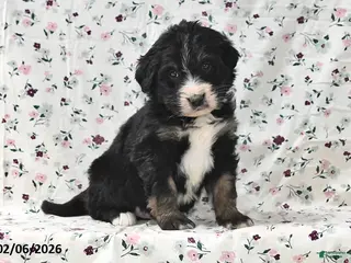 Bernedoodle dogs Bear - Ad 36