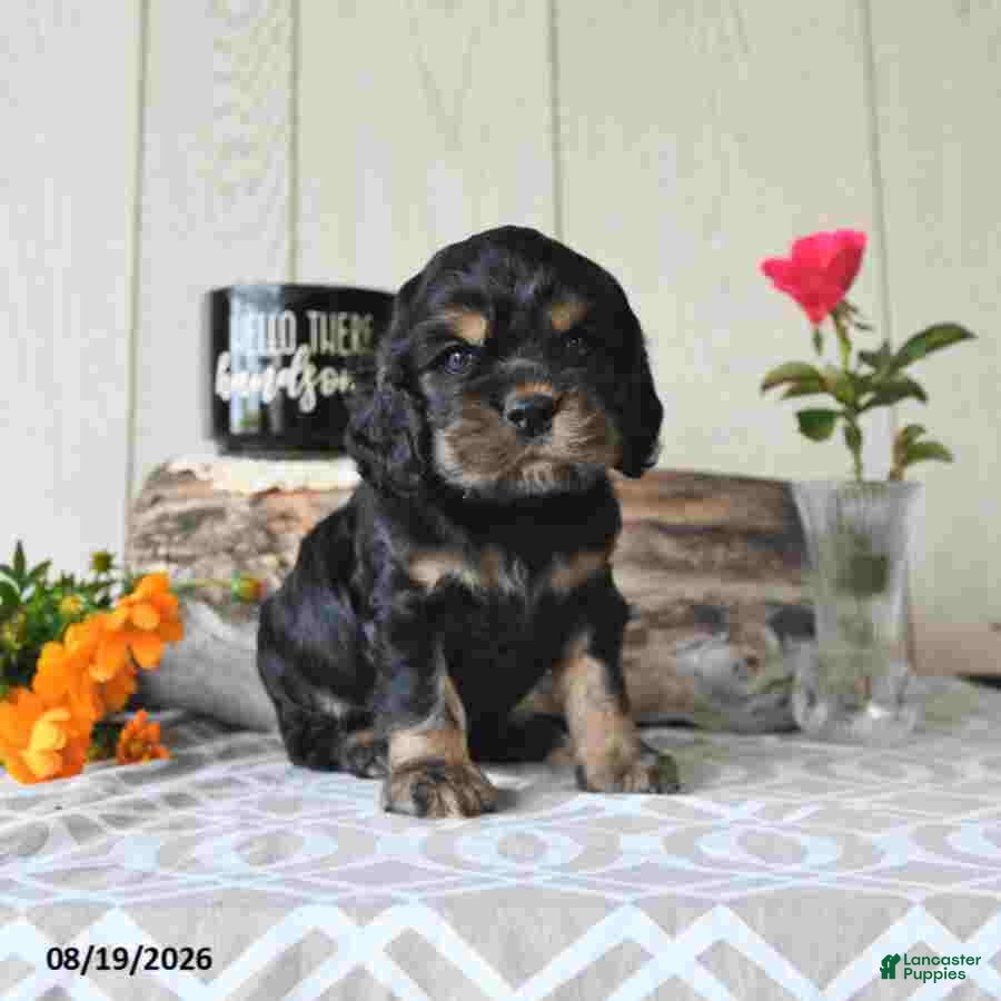Cocker Spaniel dogs Jody - Ad 1