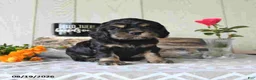 Cocker Spaniel dogs for sale: Jody - Ad 1