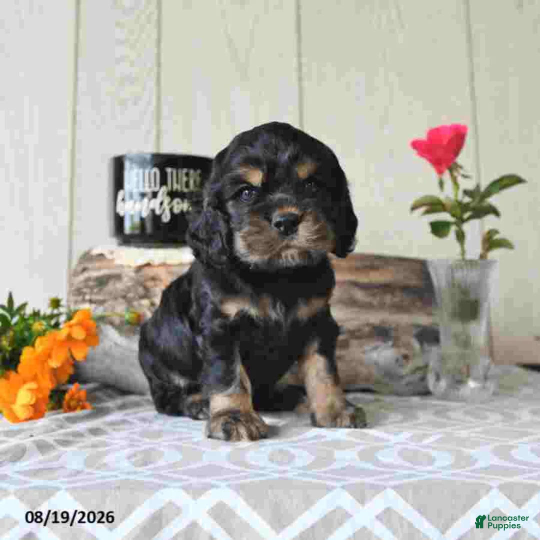 Cocker Spaniel dogs for sale: Jody - Ad 1