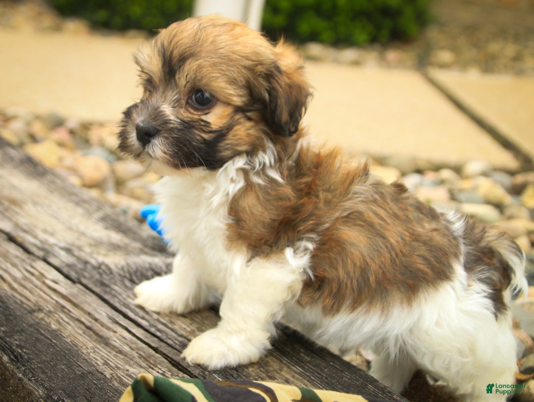 Havanese dogs Scout Havanese  - Ad 2