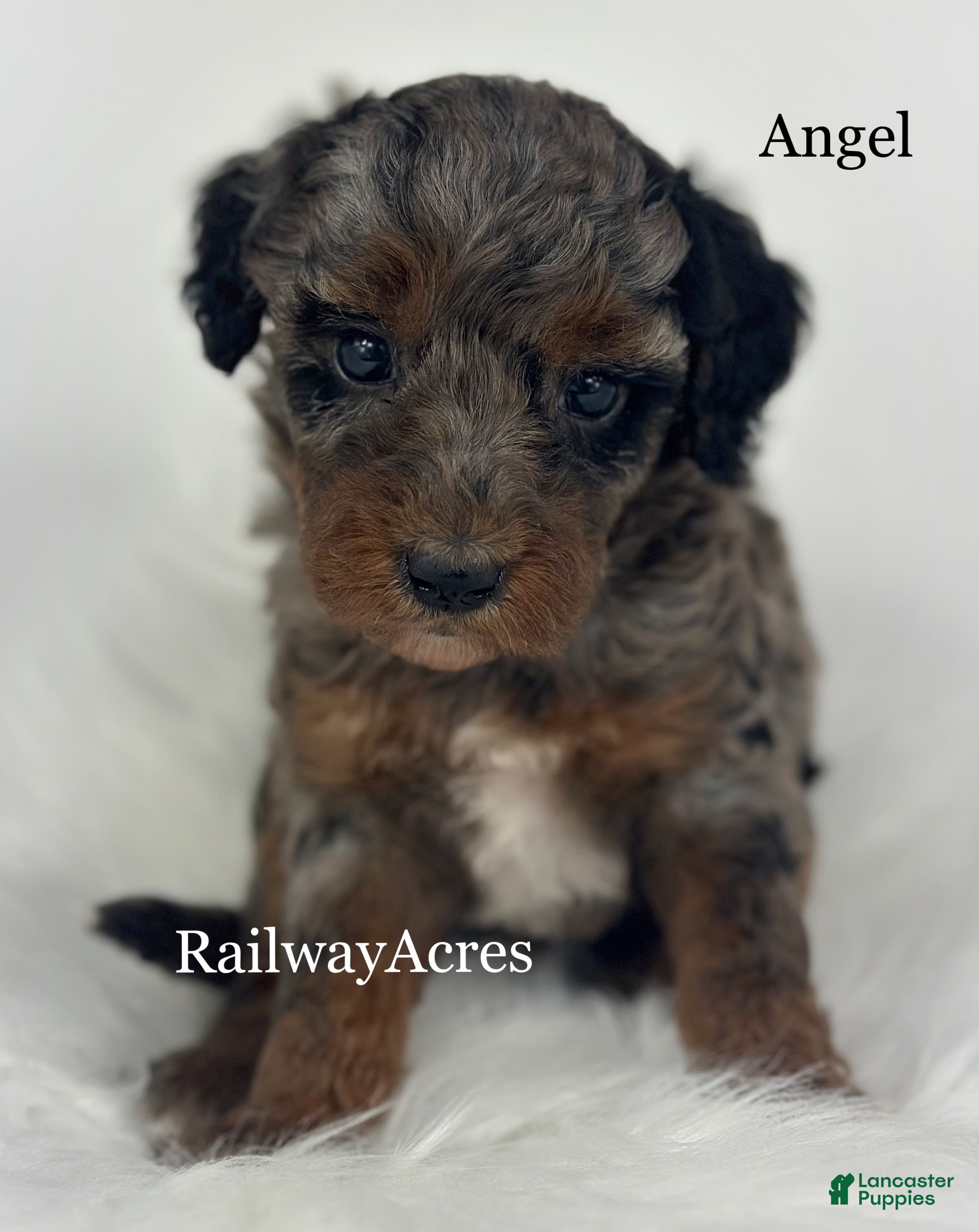 Goldendoodle dogs Angel - Ad 41