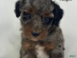 Goldendoodle dogs Angel - Ad 41