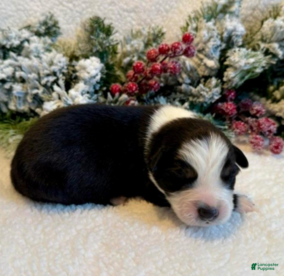 Miniature Australian Shepherd dogs for sale: Uncle Chad - Ad 5