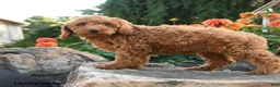 Mini Goldendoodle dogs for sale: Lydia - Ad 5