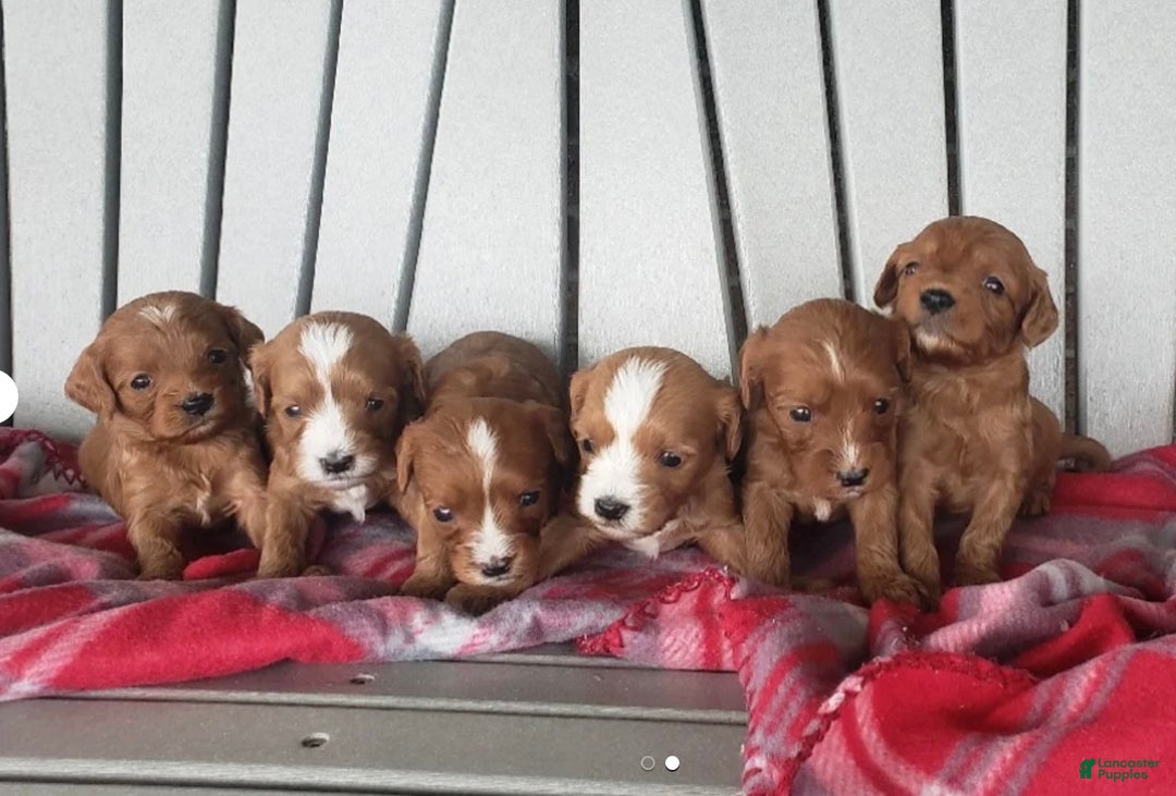 Cavapoo dogs for sale: Jerry - Ad 8